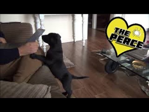 Puppy Labrador 1st Week at Home Destruction and Exploration - Cute