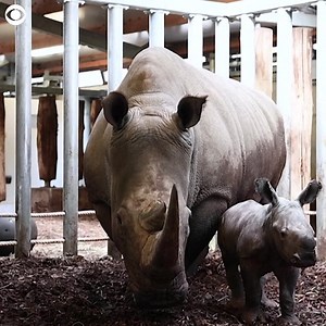 This is Douwe, a baby rhinoceros born on Easter at the Royal Burgers' Zoo in the Netherlands. The zoo said the baby rhino weighs over 100 pounds and baby and mom are both doing well. | Cleveland 19 News