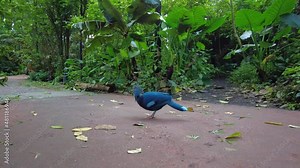 Victoria Crowned Pigeon At Royal Burgers Zoo In Arnhem, Netherlands. - close up
