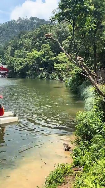 China: Apen in China duiken van boomtakken