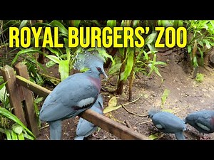 Walking Through Burgers’ Zoo Arnhem | Rainforest, Mangrove, Desert & Aquarium in 4K