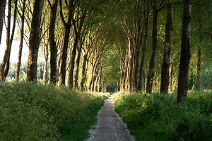 Healing Through God’s Word | Podcast | Derek Prince Ministries