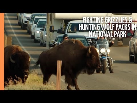 Fighting Grizzlies & Hunting Wolf Packs in America's first National Park - Yellowstone
