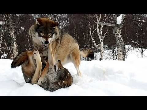 Wolves playing