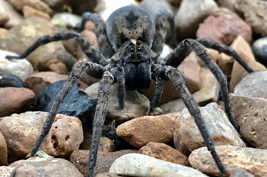 Die 10 Größten Spinnen Der Welt! - Rekordtiere.de