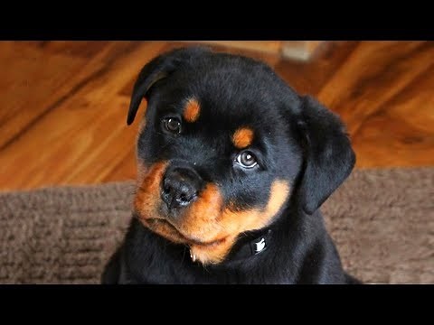 Cute Rottweiler Puppies Compilation