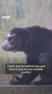 Paddington Bear has come to Knowsley…well almost 🐻 As part of its conservation programme two Andean bears have moved to Knowsley Safari Park, the first they’ve had in 53 years 🤩 More on BBC News 📱 | BBC Merseyside