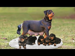 How Rottweiler Dog Gives Birth To 10 Cute Puppies