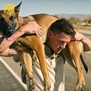 Two unruly animals. One unlikely friendship 💛 Channing Tatum stars in #DogMovie, in cinemas from tomorrow. Get tickets: dogmovie.co.uk | Entertainment Film