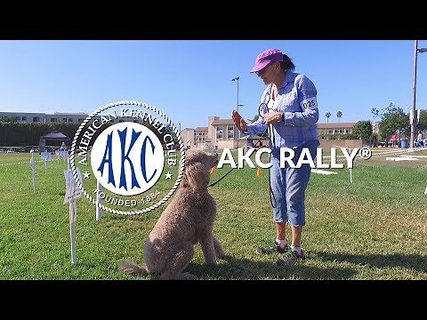 AKC Rally® | Intro to Dog Sports
