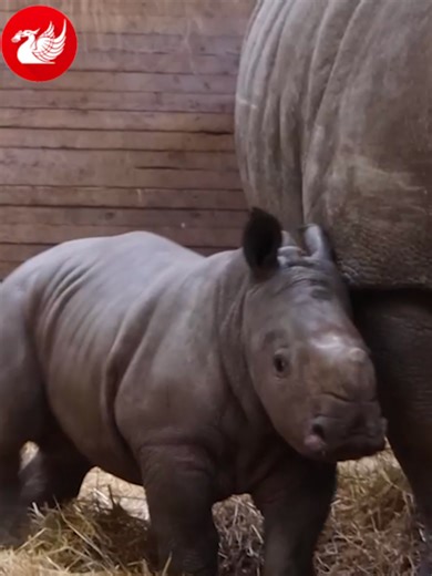 A new animal has been born at Knowsley Safari Park #news #liverpool #knowsley #rhino #animals