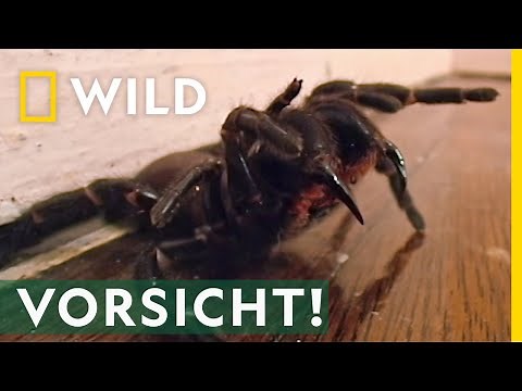 Das ist die giftigste Spinne der Welt! | Mai mit Biss