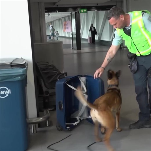 Een GROEP Roemenen gevonden in het BOS De Wereld van de Marechaussee #AFL12 (deel 12) #dewereldvandemarechaussee #politie #nl #nederlands | Politie - NL