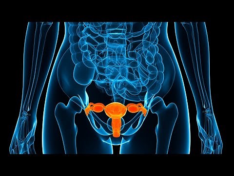 Female reproductive system 3D Animation