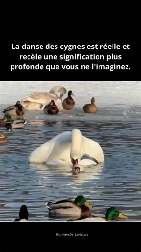 Univers De La Nature | Sur un lac animé, grouillant de canards, de colverts et d'échos de la vie, deux cygnes attirent le regard. Au milieu des bruits... | Instagram