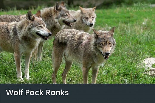 Wolf Pack Ranks, Roles & Order | Wolves Hierarchy
