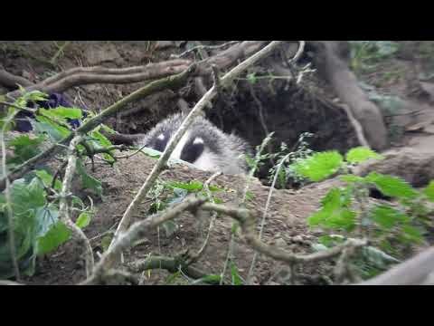 CUTEST Wild Badger Cub Gets THIS Close! 🦡💚