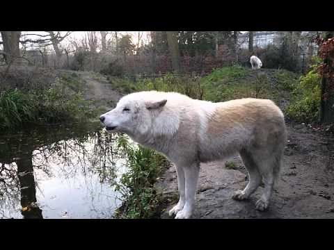 Howling Arctic wolf / White wolf close-up