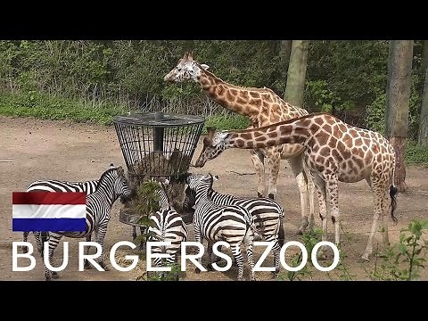 Burgers' Zoo, including Ocean aquarium - Arnhem, Netherlands