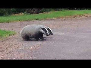 Cute little badgers