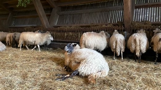 Schaapskudde de Belhamel on Instagram: "Nieuw leven in de schaapskooi! 🐑✨ Wist je dat een lam al binnen enkele minuten probeert te staan? Dit instinct zorgt dat het snel de eerste melk, de biest, kan drinken — essentieel voor antistoffen en een goede start. Een geboorte verloopt meestal in drie fases: ontsluiting, uitdrijving en nageboorte. Zo dichtbij zie je hoe de natuur haar werk doet, rauw en prachtig. 🌾🤍 #Lammetje #sponsoreenlammetje #grootheideschaap #NieuwLeven #schaapskudde Boerderijl