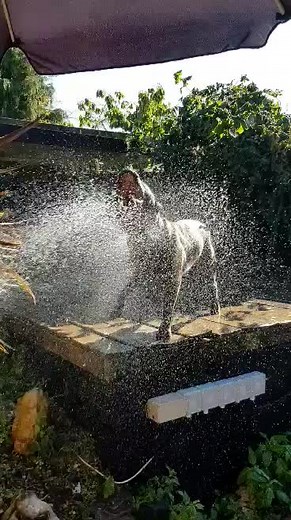 Maria Beaumont (@mariabeaumont2)’s videos with Splish Splash - Bobby Darin