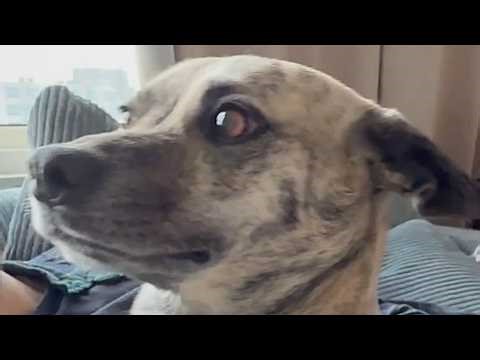 Dog stole my boyfriend