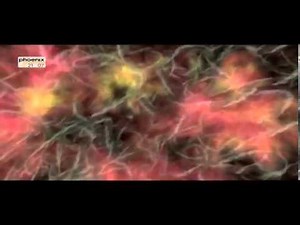 Die giftigsten Tiere der Welt Doku über giftige Tiere Teil 1