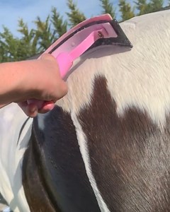 Horse sheath cleaning! | MetDaan Animals