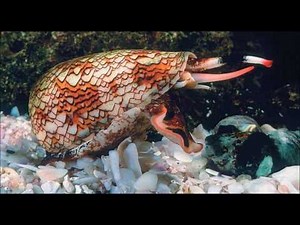 giftig und tödlich - Die 10 giftigsten Tiere der Welt / The 10 most venomous animals in the world