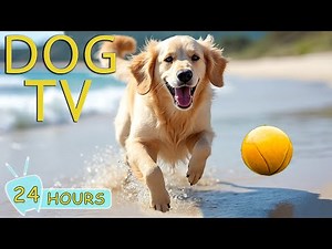DOG TV: Video Entertain Anti-Anxiety & Calm Dogs When Home Alone - Best Collection Music for Dogs