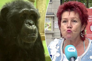 Woman banned from zoo after unhealthy relationship with chimp: ‘He loves me’