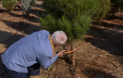 Family Christmas Tree Farm opening for the season