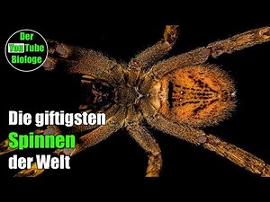 Wanderspinne, Trichternetzspinne usw - Die giftigsten Spinnen der Welt