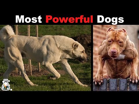 10 Strongest Dogs in the World