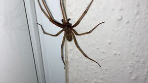 Giftige Tarantel spaziert auf dem Arm eines Mannes