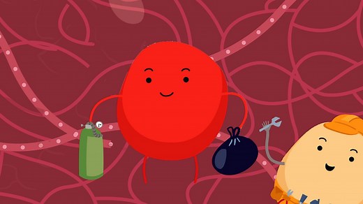 What is in your blood? - BBC Bitesize