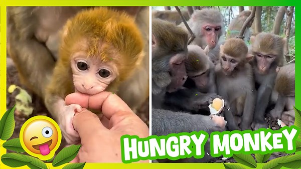 Hongerige Aap | Grappige Apen die Eten Zoeken