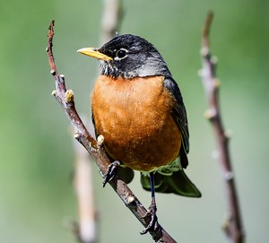 12 Birds That Are ORANGE in Texas! (ID Guide)