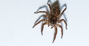 Help! Deze grote giftige spin is steeds vaker in Nederland te zien