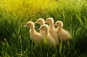 25 Things Baby Ducks Like to Eat Most (Diet, Care & Feeding Tips)