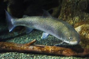 幻の魚「イトウ」とは？味や大きさは？刺身など美味しい料理・食べ方と紹介！