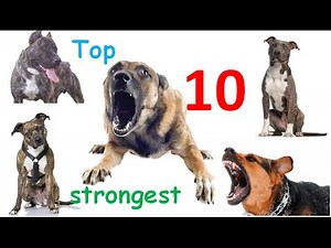 Top 10 Strongest Dog Breeds In The World – World’s Strongest Dogs In All Time
