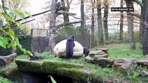 Sun bears at Dutch zoo devour a large white pumpkin