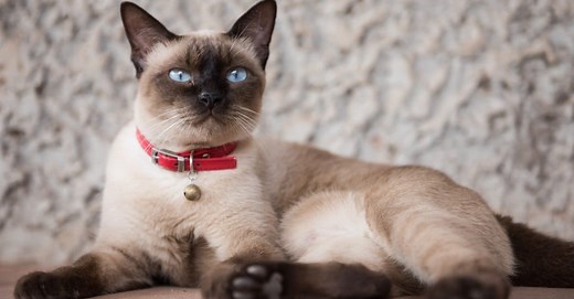 Siamese Cat Colors: Most Common to Rarest