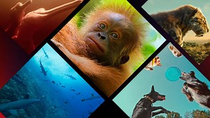 Nature Documentaries Coming to Netflix in 2024 and Beyond