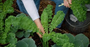 Growing Kale: Planting, Care, and Harvesting Tips