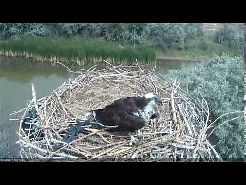 Boulder County Fairgrounds Osprey Camera