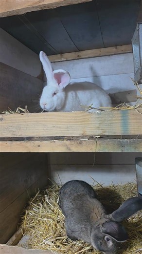 URIAȘUL Mercedesul la iepuri!😘😘😘 | Iepuri Cornel