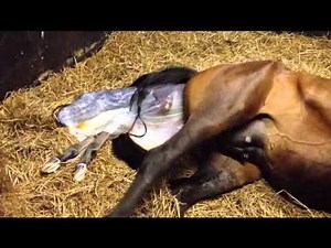 2012 de bevalling op film